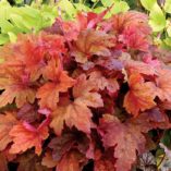 Heucherella 'Sweet Tea'