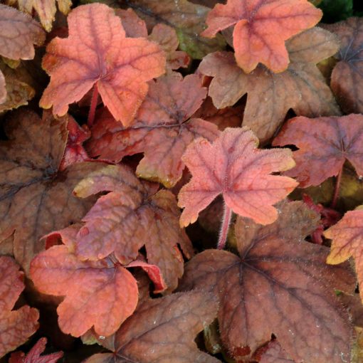 burnt orange maroon leaves evergreen colour Heucherella 'Sweet Tea' 9cm pot