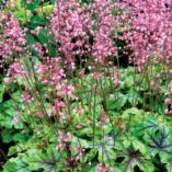 Heucherella 'Tapestry'