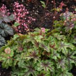 Heucherella 'Tapestry'