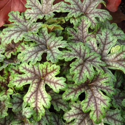 Heucherella 'Tapestry'