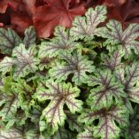 Heucherella 'Tapestry'