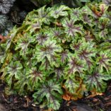 Heucherella 'Tapestry'