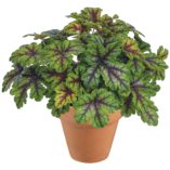 Heucherella 'Tapestry'