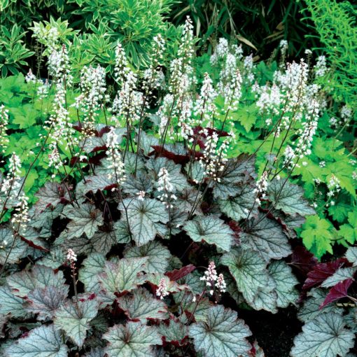 Heucherella 'Twilight'