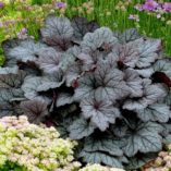 Heucherella 'Twilight'