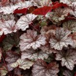 Heucherella 'Twilight'