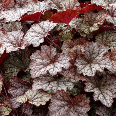 Heucherella 'Twilight'