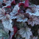 Heucherella 'Twilight'