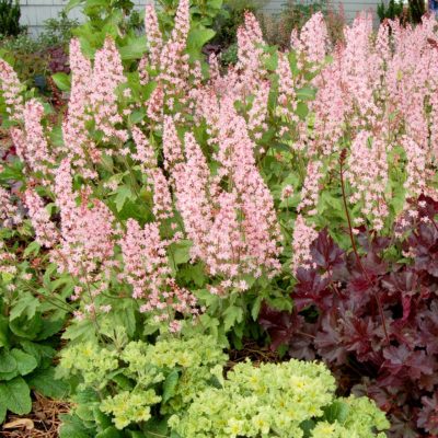 Heucherella 'Viking Ship'