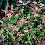 Heucherella 'Viking Ship'