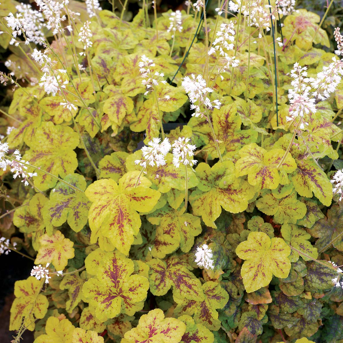 Heucherella 'Yellowstone Falls'