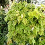 Heucherella 'Yellowstone Falls'