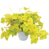 Heucherella 'Yellowstone Falls'