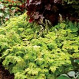 Heucherella 'Yellowstone Falls'