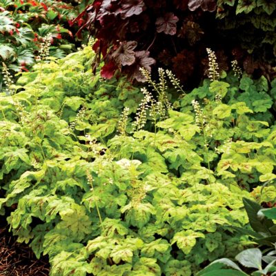 Heucherella 'Yellowstone Falls'