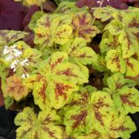 Heucherella 'Yellowstone Falls'