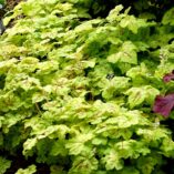 Heucherella 'Yellowstone Falls'