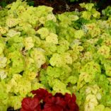 Heucherella 'Yellowstone Falls'