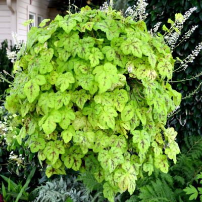 Heucherella 'Yellowstone Falls'