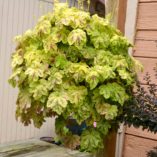 Heucherella 'Yellowstone Falls'