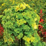 Heucherella 'Yellowstone Falls'