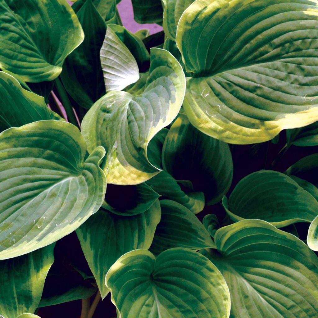 Hosta ‘Diana Remembered’ | TERRA NOVA® Nurseries, Inc.