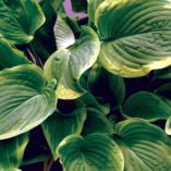 Hosta 'Diana Remembered'