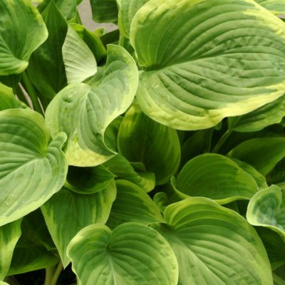 Hosta 'Diana Remembered'