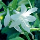 Hosta 'Diana Remembered'