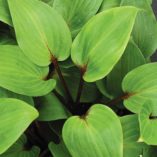 Hosta 'Purple Heart'