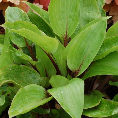 Hosta 'Purple Heart'