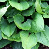 Hosta 'Purple Heart'