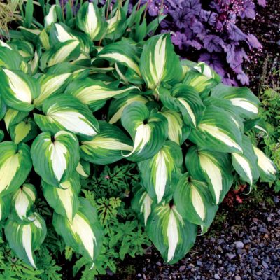 Hosta 'Raspberry Sundae'