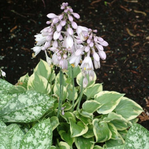 Hosta 'Snowy Lake'