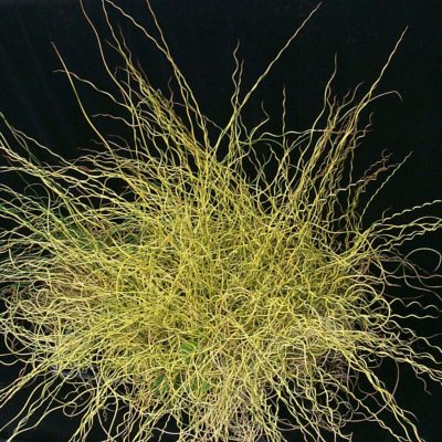 Juncus 'Blonde Ambition'