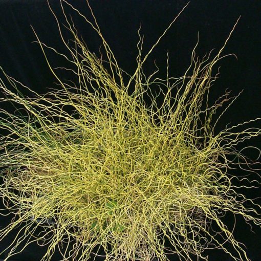 Juncus 'Blonde Ambition'