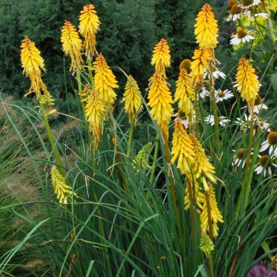 Kniphofia 'Banana Popsicle'