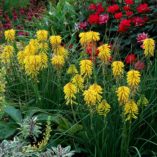 Kniphofia 'Banana Popsicle'