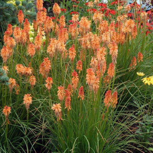 Kniphofia 'Creamsicle'