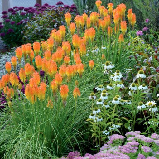 Kniphofia 'Ember Glow'