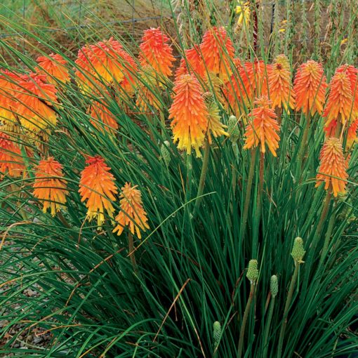 Kniphofia ‘Ember Glow’ | TERRA NOVA® Nurseries, Inc.