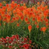 Kniphofia 'Fire Glow'