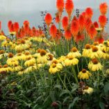 Kniphofia 'Fire Glow'