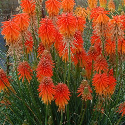 Kniphofia 'Fire Glow'