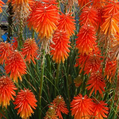 Kniphofia 'Fire Glow'