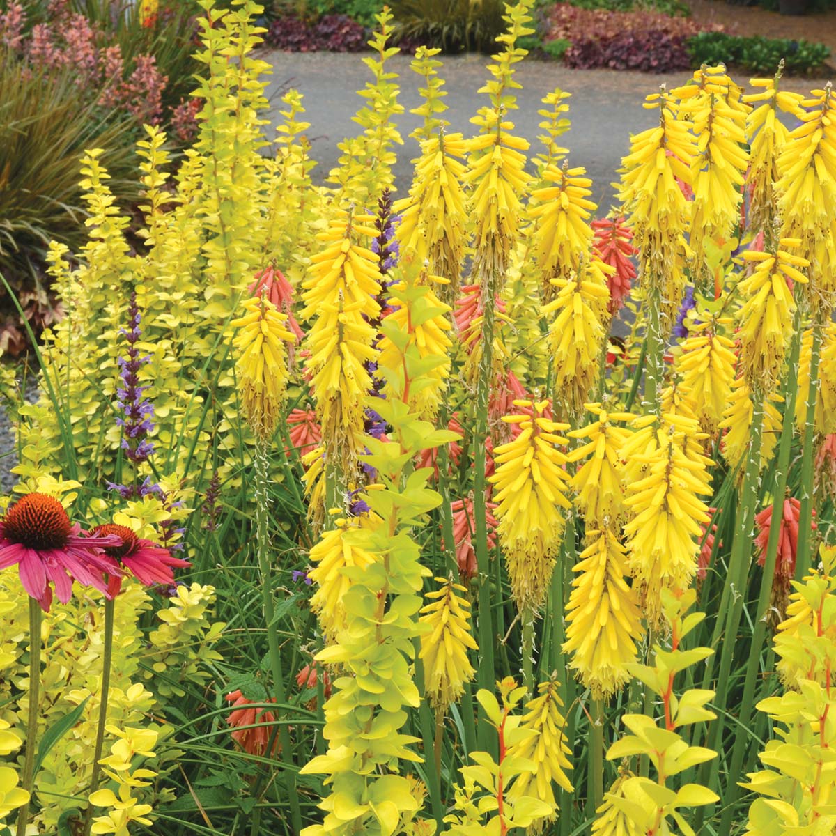 Kniphofia 'Lemon Popsicle'