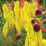 Kniphofia 'Lemon Popsicle'