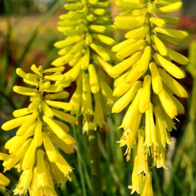 Kniphofia 'Lemon Popsicle'