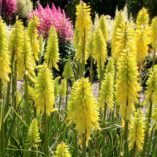 Kniphofia 'Lemon Popsicle'